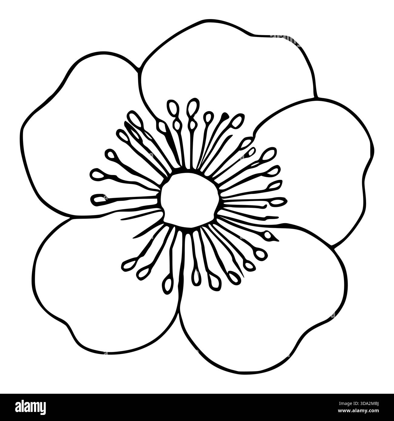 Handgezeichnete Schwarz-weiß-Vektor-Illustration einer stilisierten Kiwi-Blume mit prominenten Staubblättern und einem zentralen Pistil, isoliert auf einem weißen Hintergrund. Stock Vektor