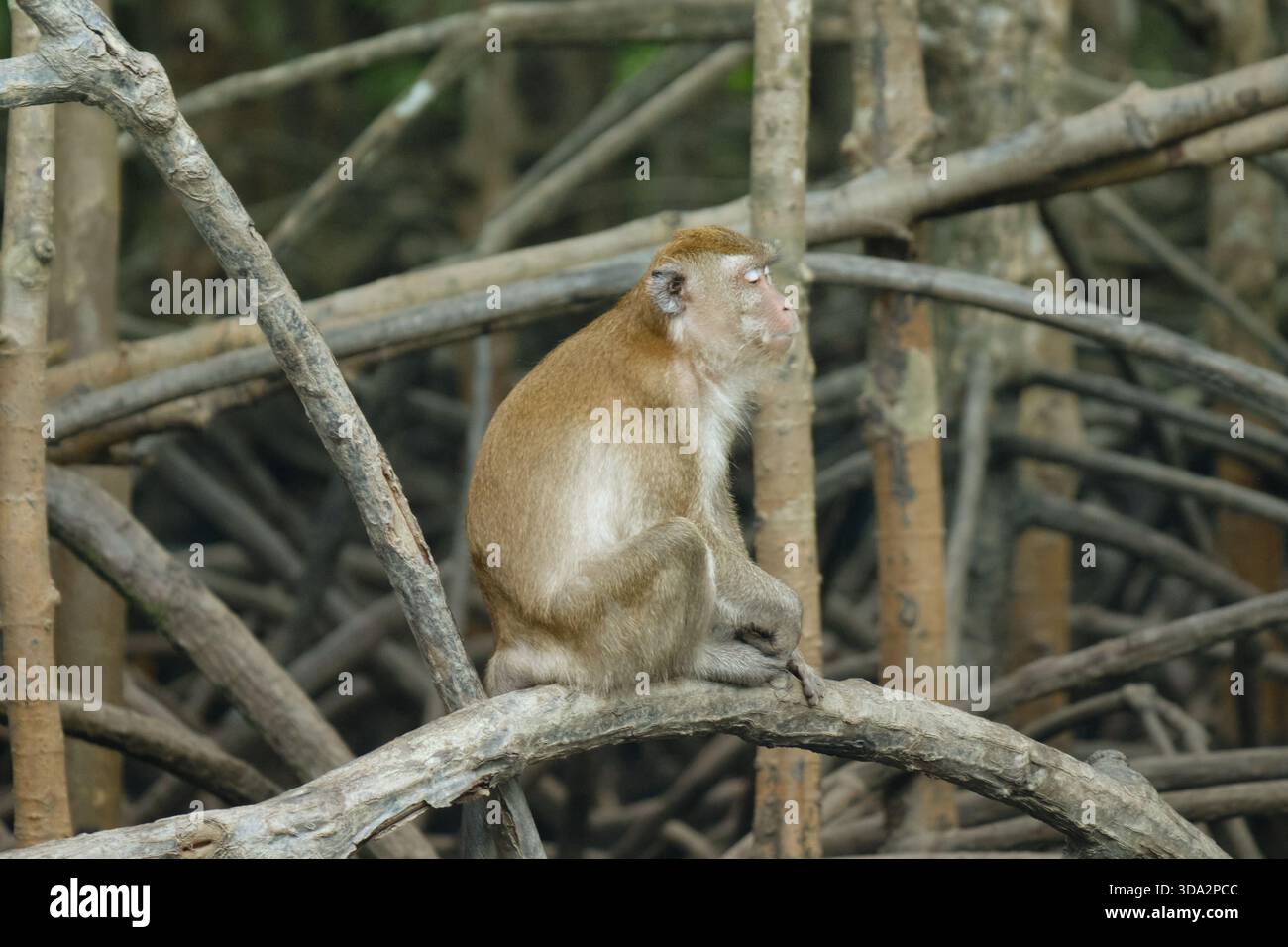 Affen im Mangrovenwald von Langkawi Island, Malaysia. Stockfoto