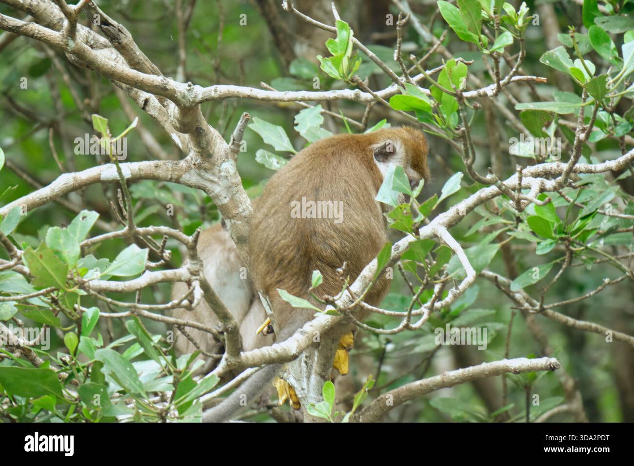 Affen im Mangrovenwald von Langkawi Island, Malaysia. Stockfoto