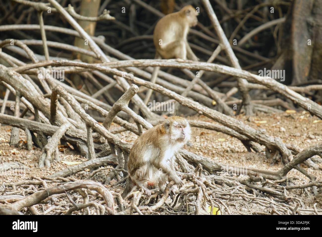 Affen im Mangrovenwald von Langkawi Island, Malaysia. Stockfoto