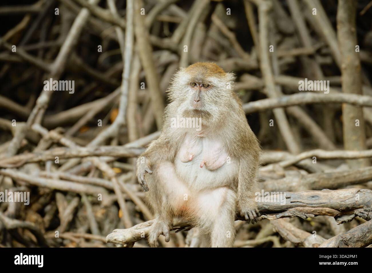 Affen im Mangrovenwald von Langkawi Island, Malaysia. Stockfoto