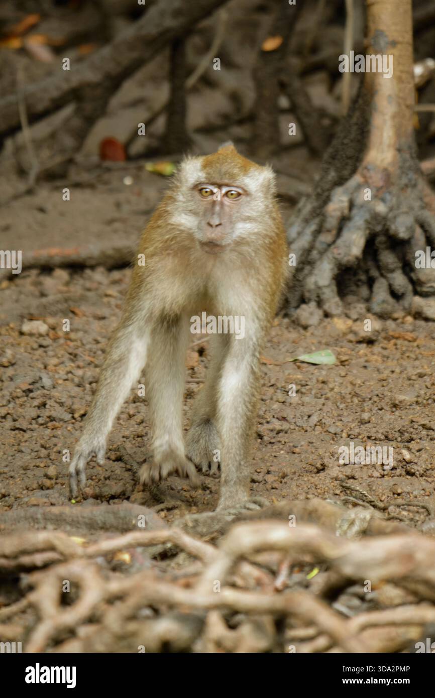 Affen im Mangrovenwald von Langkawi Island, Malaysia. Stockfoto