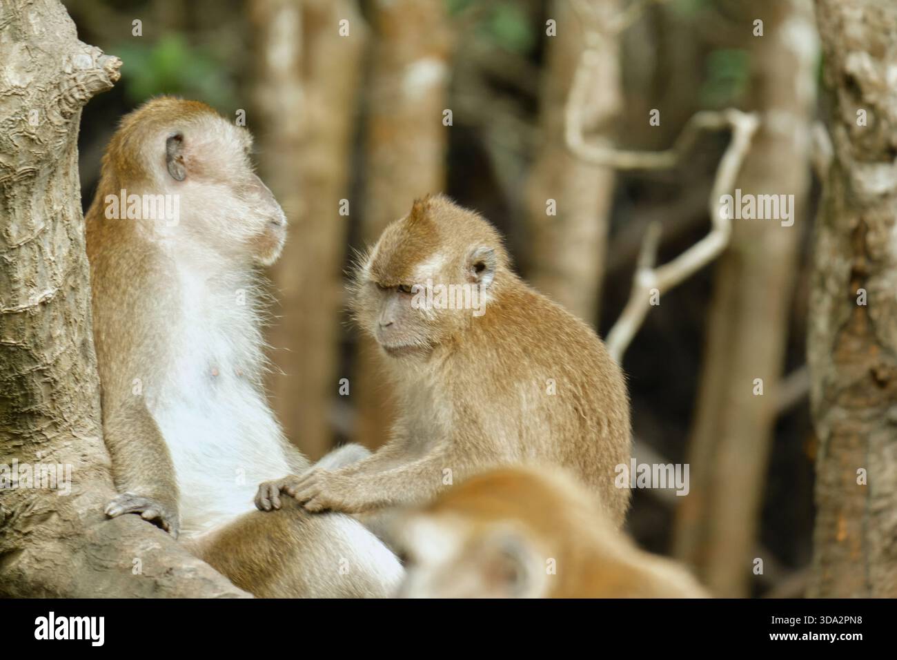 Affen im Mangrovenwald von Langkawi Island, Malaysia. Stockfoto