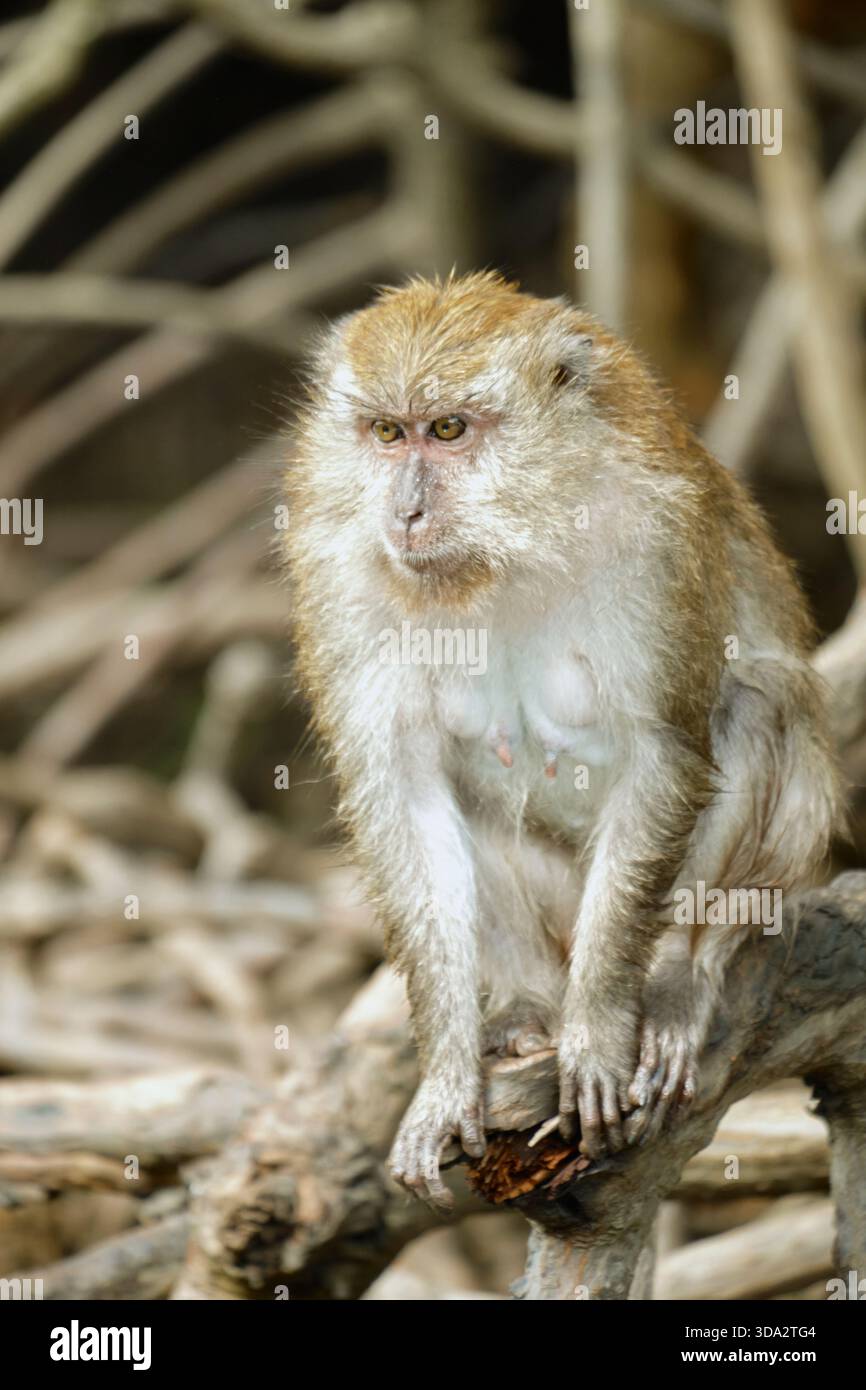 Affen im Mangrovenwald von Langkawi Island, Malaysia. Stockfoto