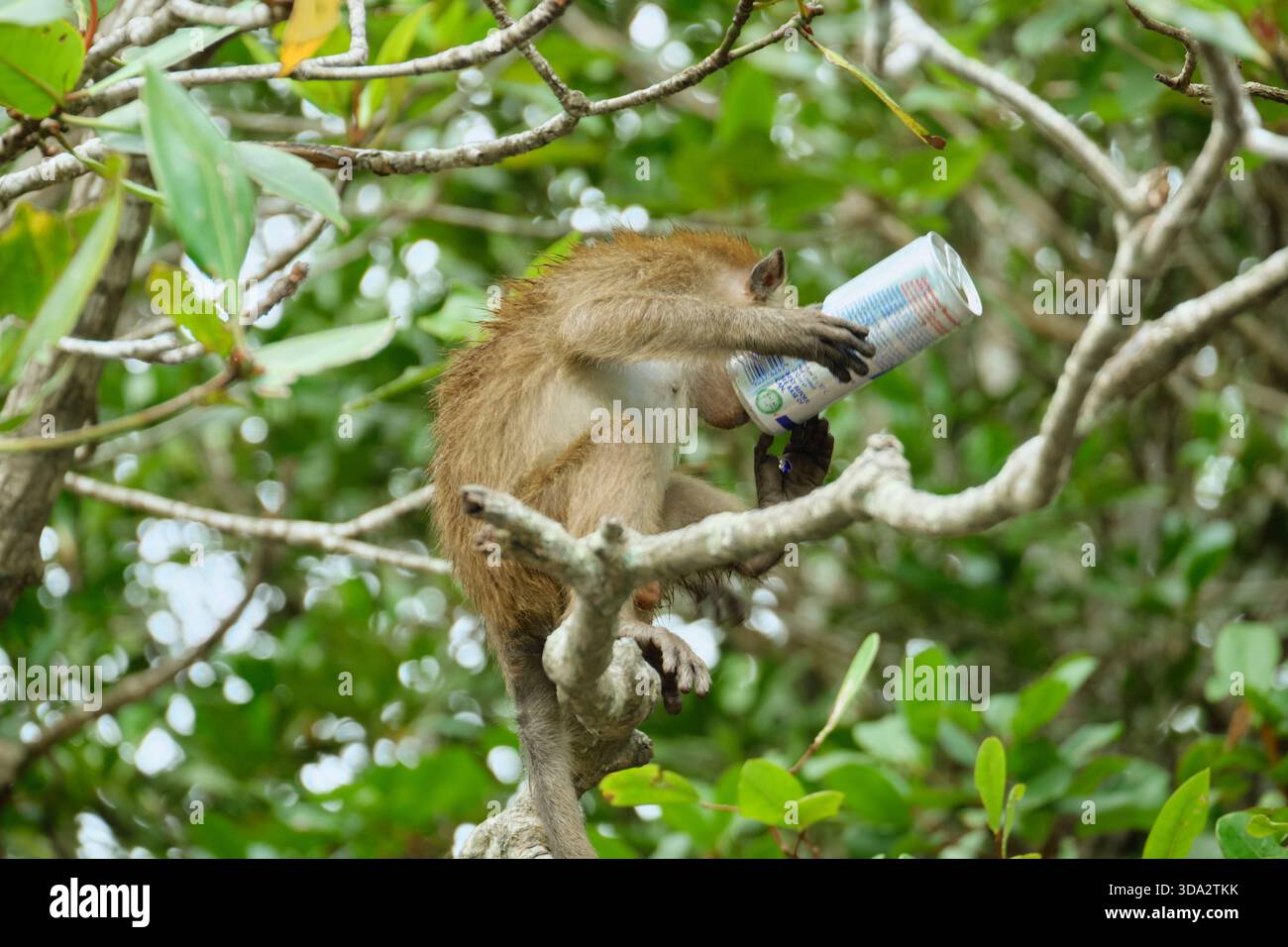 Affen im Mangrovenwald von Langkawi Island, Malaysia. Stockfoto