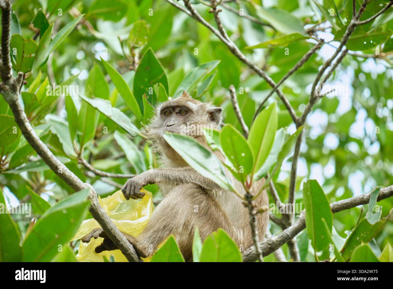 Affen im Mangrovenwald von Langkawi Island, Malaysia. Stockfoto