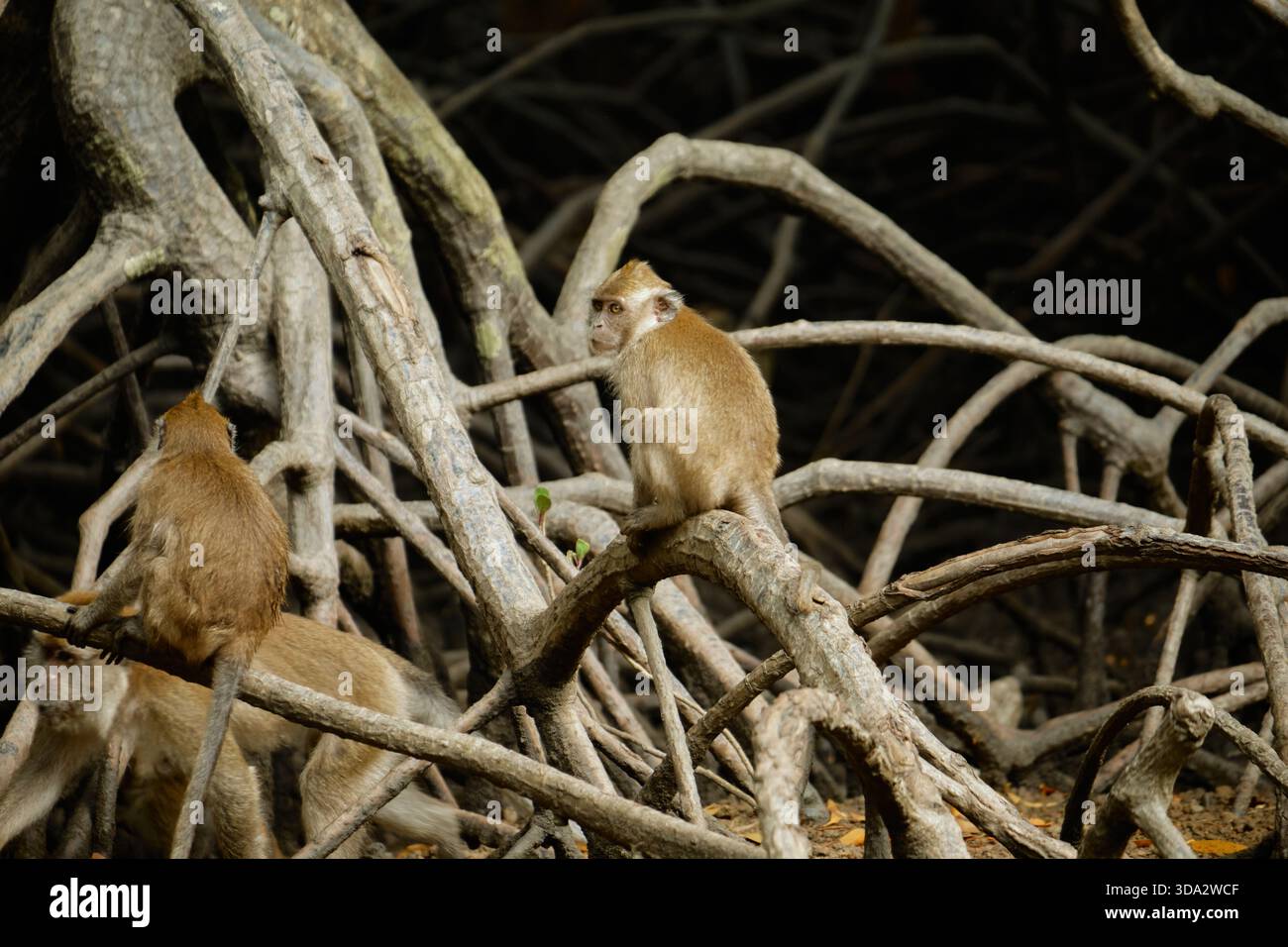 Affen im Mangrovenwald von Langkawi Island, Malaysia. Stockfoto