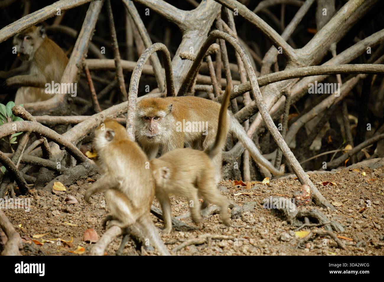 Affen im Mangrovenwald von Langkawi Island, Malaysia. Stockfoto