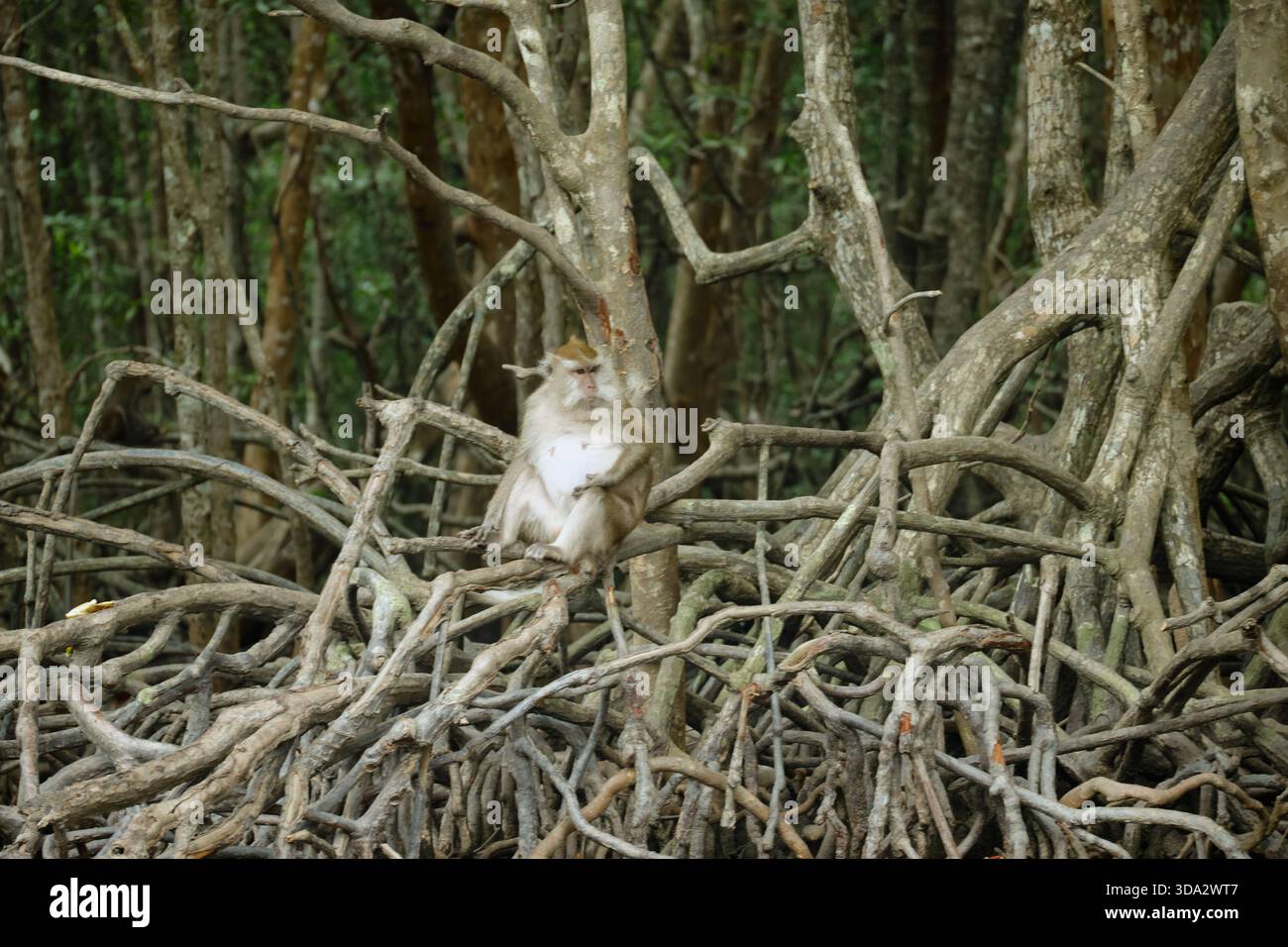 Affen im Mangrovenwald von Langkawi Island, Malaysia. Stockfoto