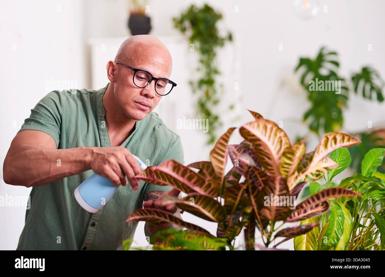 Fokussierter Mann, der sich um den Indoor Plant Garden mit Sprühflasche in einem hellen Zuhause kümmert Stockfoto