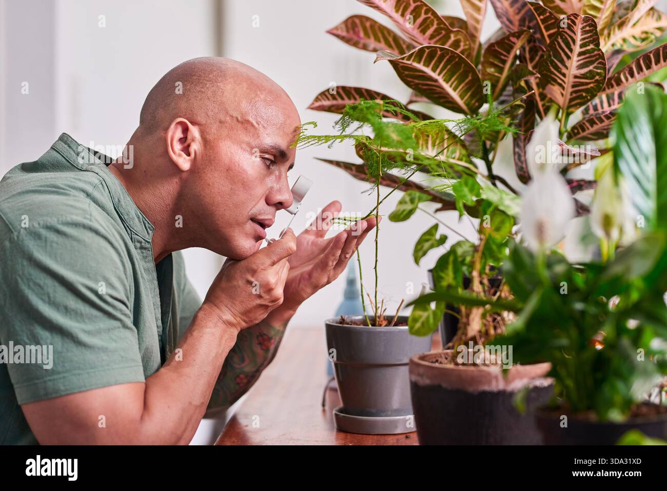 Man Untersucht Indoor-Pflanzen Aus Nächster Nähe, Fokussierte Momente Of Care Und Garten Hobby Zu Hause Stockfoto