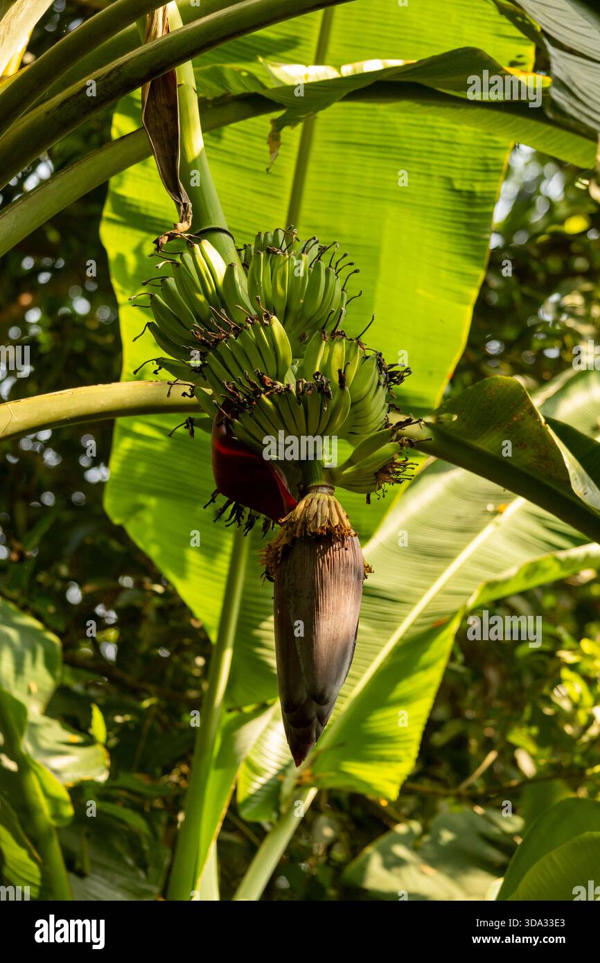 dracaena mix plant Dracaena mix – Plant Studio main image 1