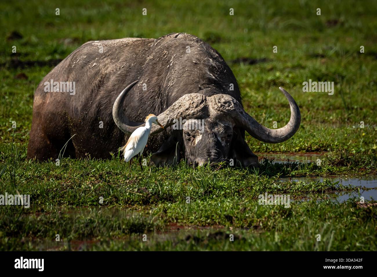 Ostafrika ist ein großartiger Ort, um kap-Büffel zu beobachten. Amboseli am Fuße des Kilimandscharo hat einige magische Sumpfgebiete. Stockfoto