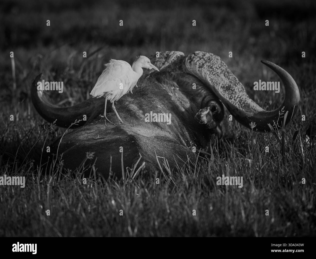 Ostafrika ist ein großartiger Ort, um kap-Büffel zu beobachten. Amboseli am Fuße des Kilimandscharo hat einige magische Sumpfgebiete. Stockfoto