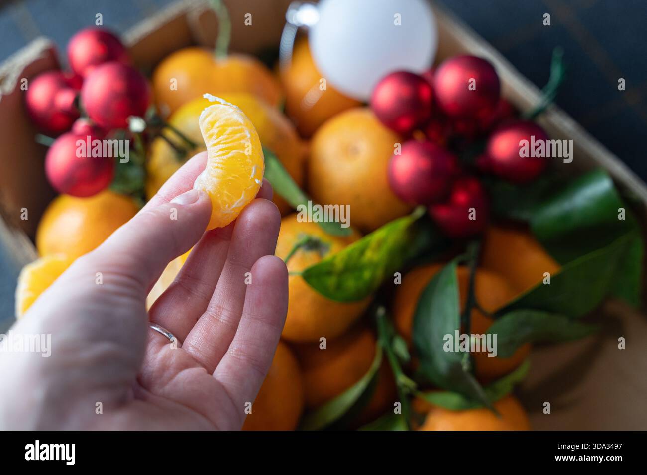 Nahaufnahme Hand hält Mandarinensegment, Fingerspitzen drücken saftiges Zitrusfleisch, Blattstiele und rote Ornamente im Hintergrund verschwimmen, offene Snack Mome Stockfoto