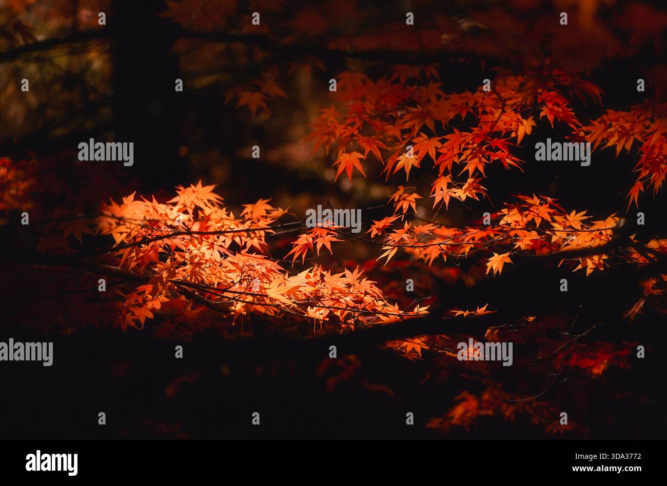 Nahaufnahme herbstlicher Ahornblätter an einem Herbsttag in Kyushu, Japan Stockfoto