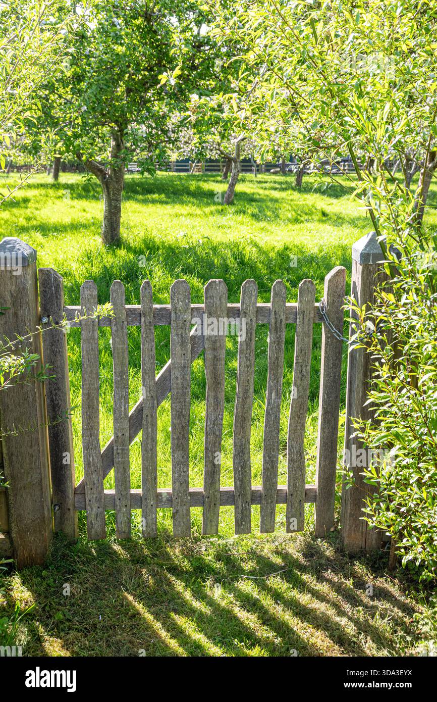 Ein rustikales Tor zu einem grasbewachsenen Apfelgarten im Frühling im Dorf Boddington, Gloucestershire, England, Großbritannien Stockfoto