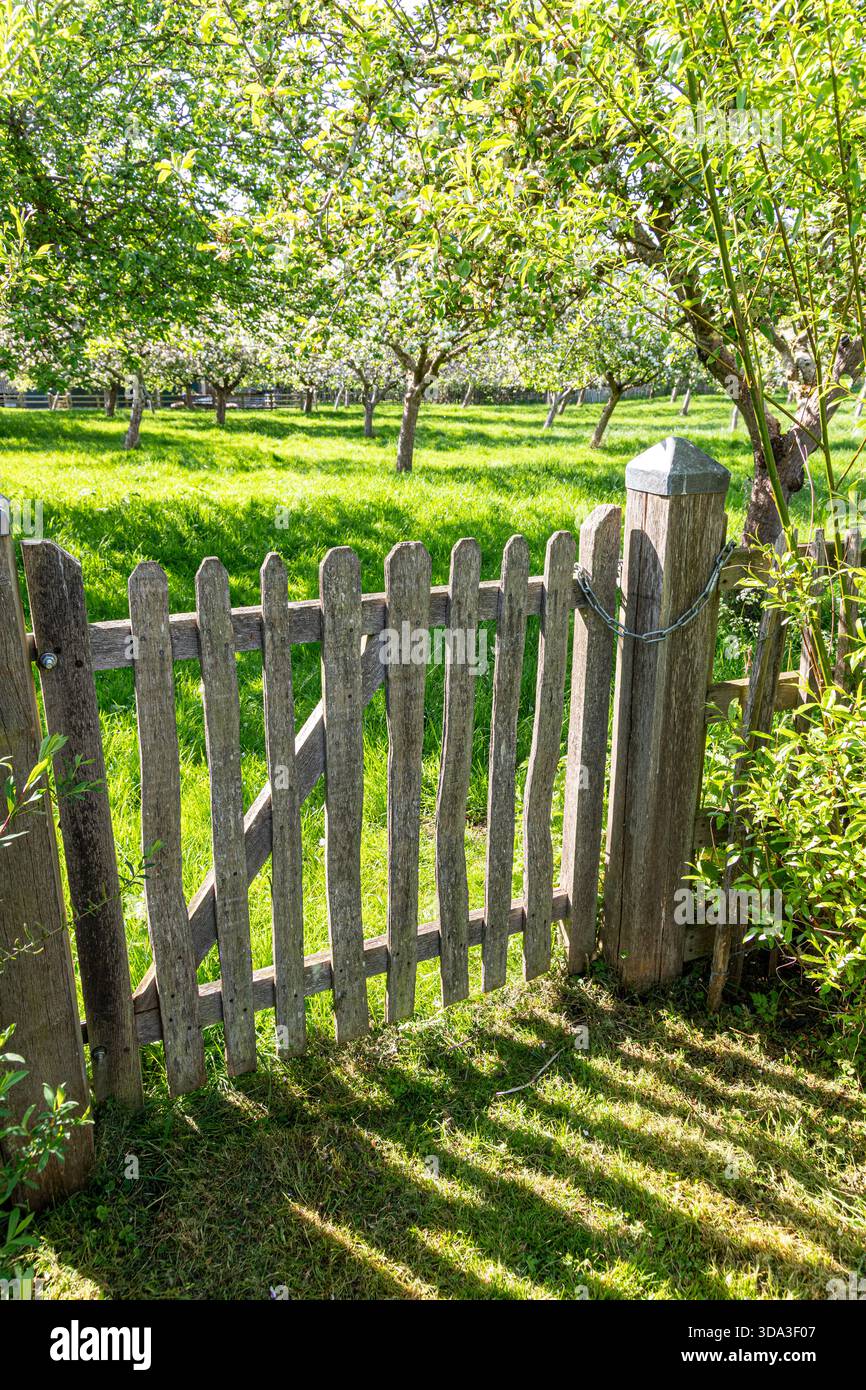 Ein rustikales Tor zu einem grasbewachsenen Apfelgarten im Frühling im Dorf Boddington, Gloucestershire, England, Großbritannien Stockfoto