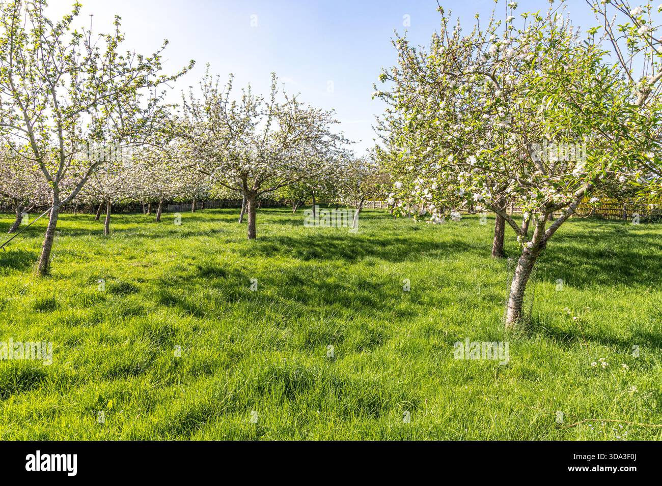 Ein grasbewachsener Apfelgarten im Frühling im Dorf Boddington, Gloucestershire, England Großbritannien Stockfoto