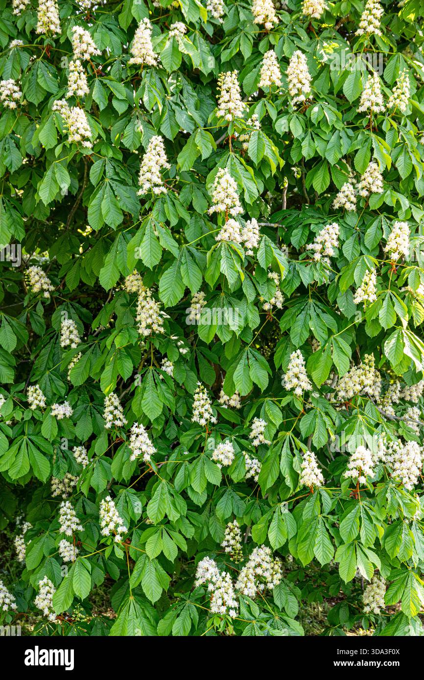 Ein Rosskastanienbaum (Aesculus hippocastanum L) blüht im Frühling im Dorf Boddington, Gloucestershire, England Stockfoto