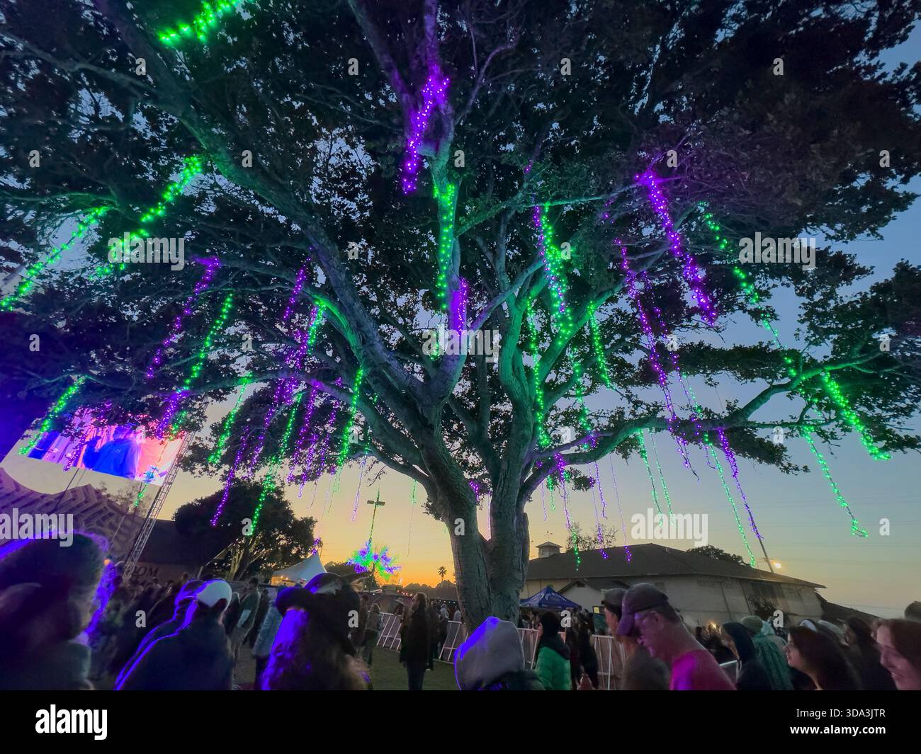 Sonnenuntergang mit Lichtern in den Bäumen beim Cali Roots Konzert 2024 in Monterey, Kalifornien Stockfoto