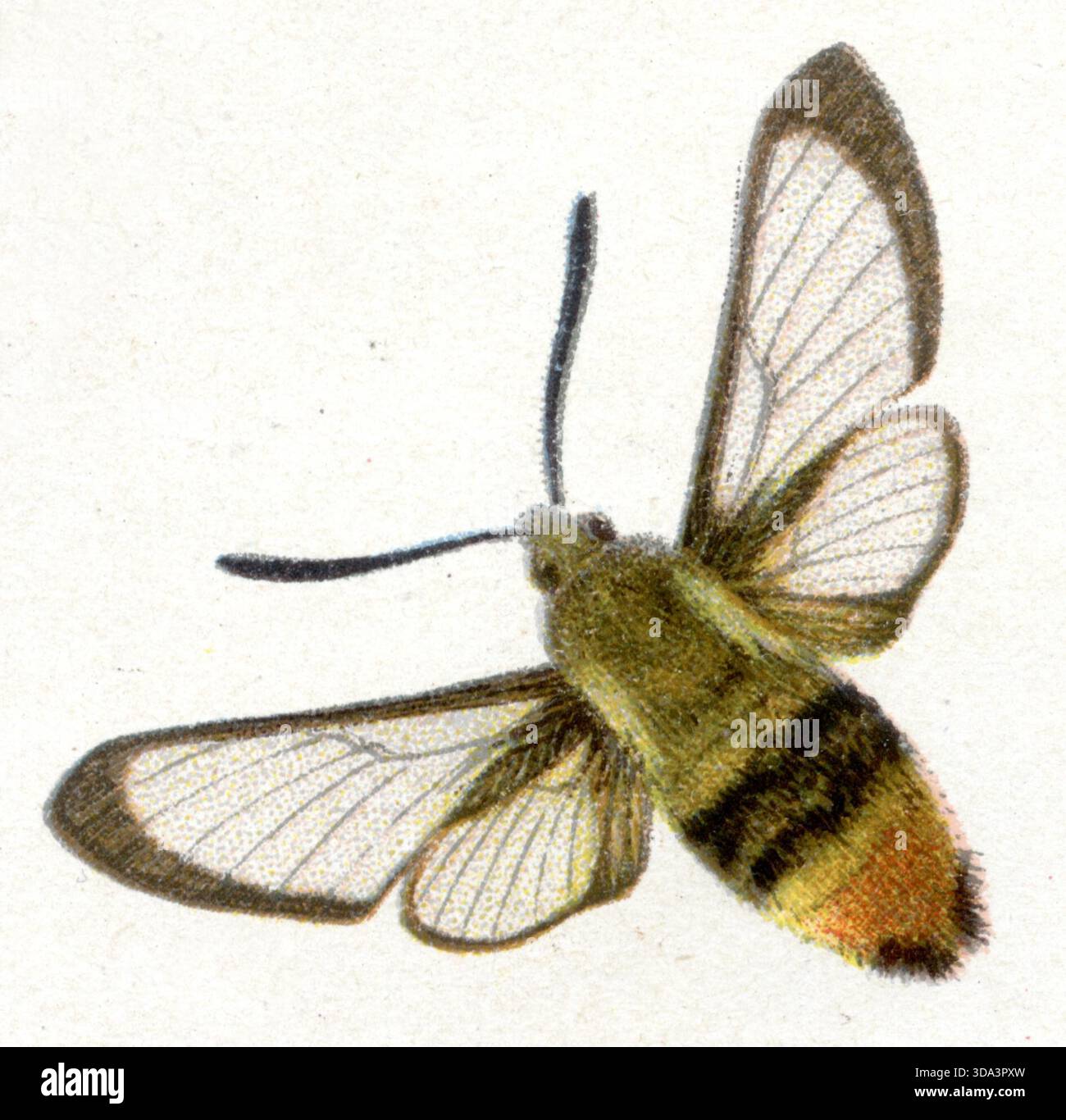 Schmalumrandete Bienenfalkenmotte Hemaris tityus, (Zoologiebuch, 1922), Skabiosenschwärmer Stockfoto