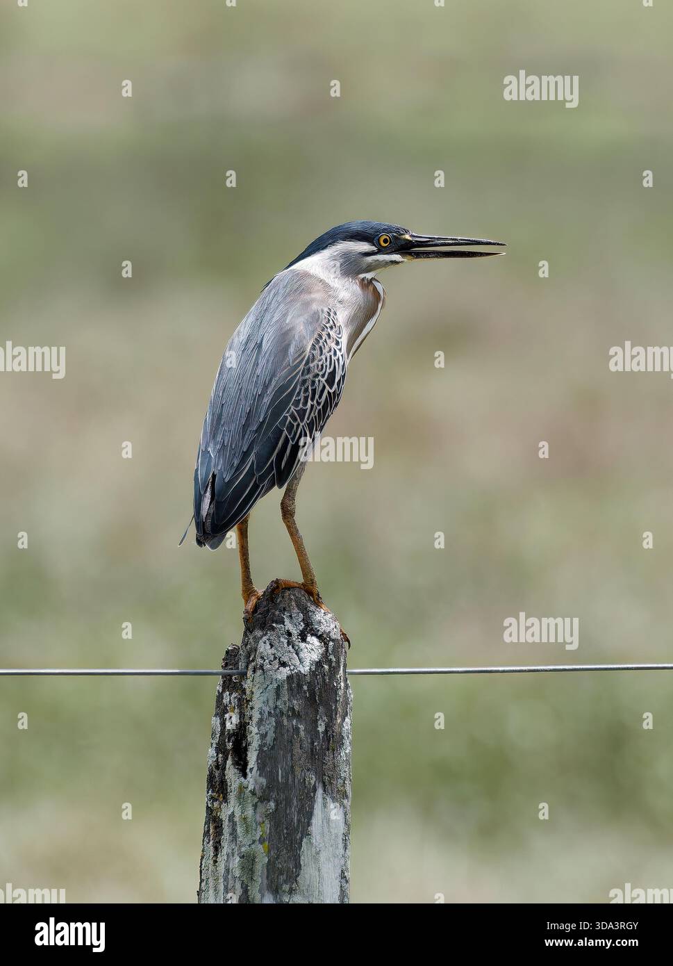 Streifenreiher, Mangrovenreiher, Mangrovenreiher, Héron strié, Butorides striata, Mangrovegém, Pantanal, Mato Grosso, Brasilien, Südamerika Stockfoto