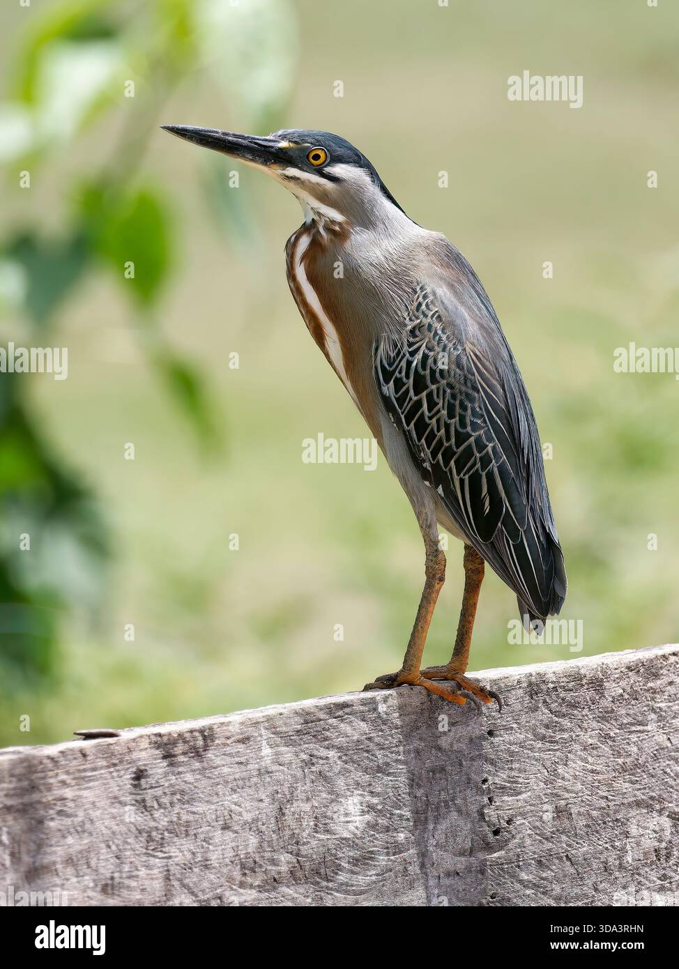 Streifenreiher, Mangrovenreiher, Mangrovenreiher, Héron strié, Butorides striata, Mangrovegém, Pantanal, Mato Grosso, Brasilien, Südamerika Stockfoto