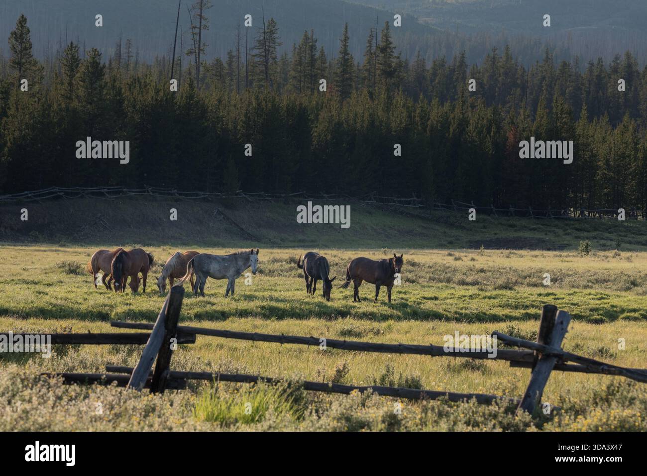 Die Gates Park Guard Station, Bob Marshall Wilderness, Montana, USA, bietet Pferdezubehör. Stockfoto