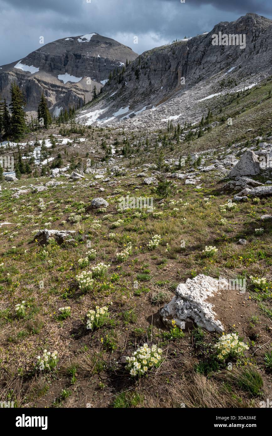 Bergwiesen in der Bob Marshall Wilderness, Montana, USA. Stockfoto