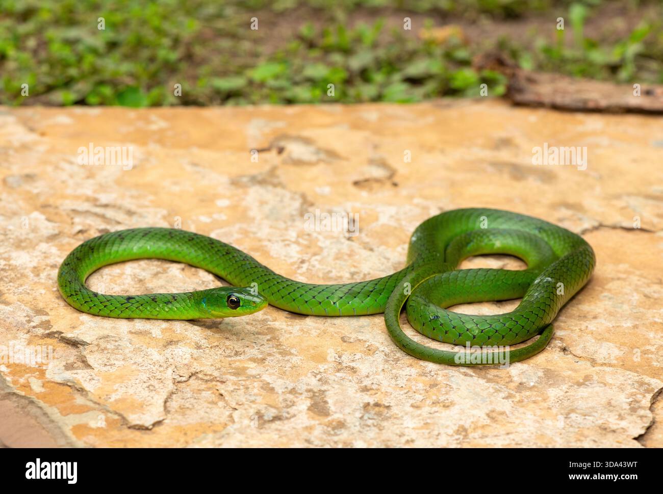 Eine süße grüne Ostnatal-Schlange (Philothamnus natalensis) posierte auf einem Felsen. Eine nichtgiftige südafrikanische endemische Schlange Stockfoto