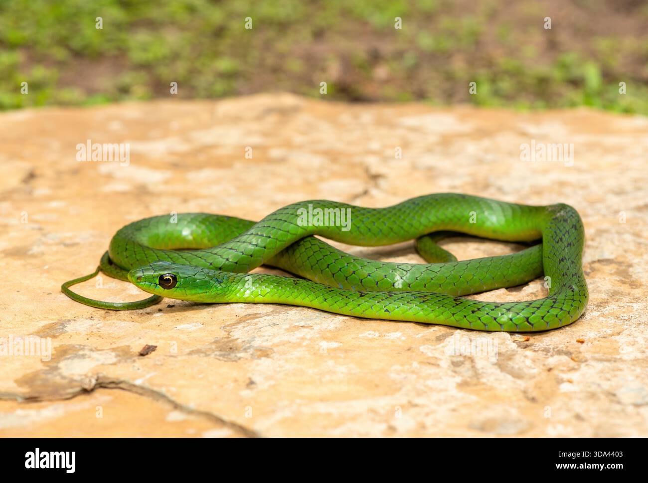 Eine süße grüne Ostnatal-Schlange (Philothamnus natalensis) posierte auf einem Felsen. Eine nichtgiftige südafrikanische endemische Schlange Stockfoto