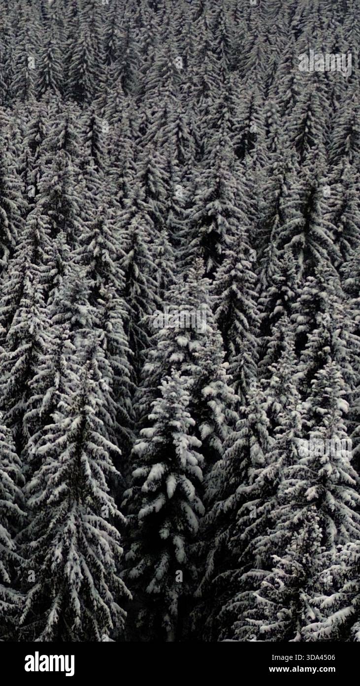 Luftaufnahme eines dichten Winterwaldes, bedeckt mit frischem Schnee. Stockfoto