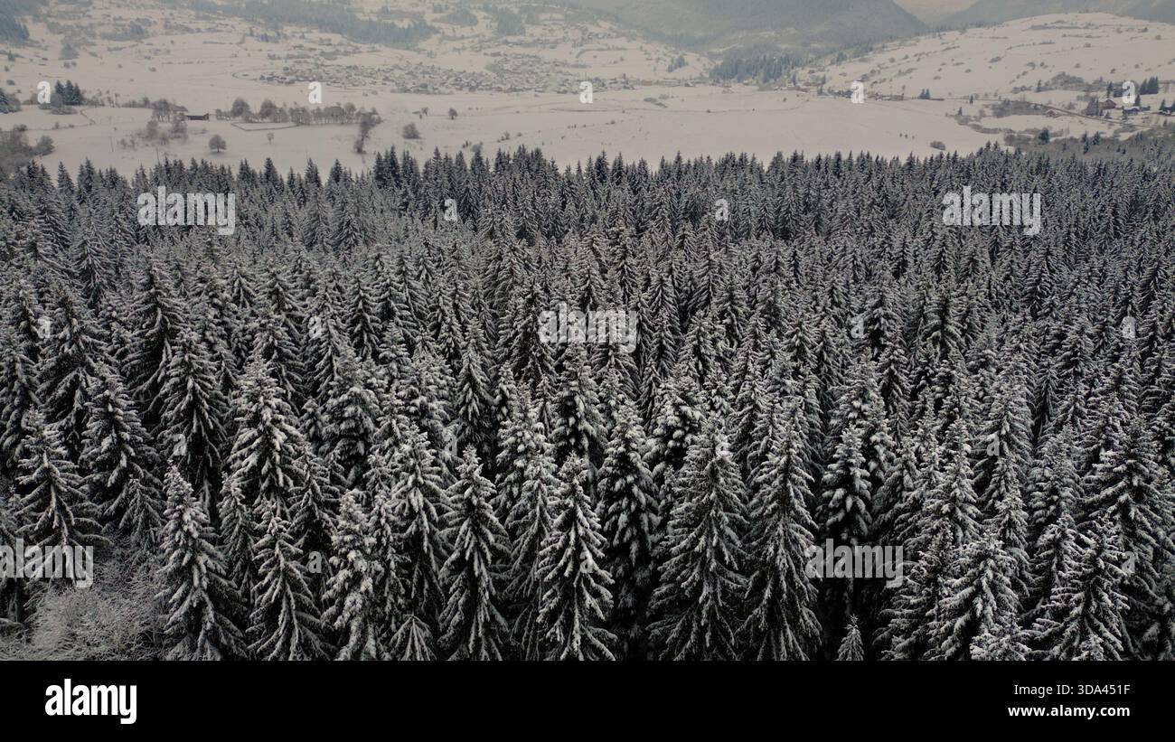 Luftaufnahme eines dichten Winterwaldes, bedeckt mit frischem Schnee. Stockfoto