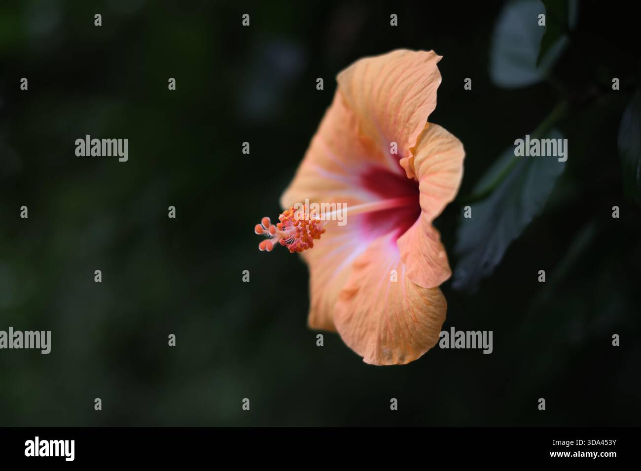 Nahaufnahme einer einzelnen Hibiskusblüte auf dunkelgrünem Hintergrund mit Kopierraum für Schönheitskonzepte. Stockfoto