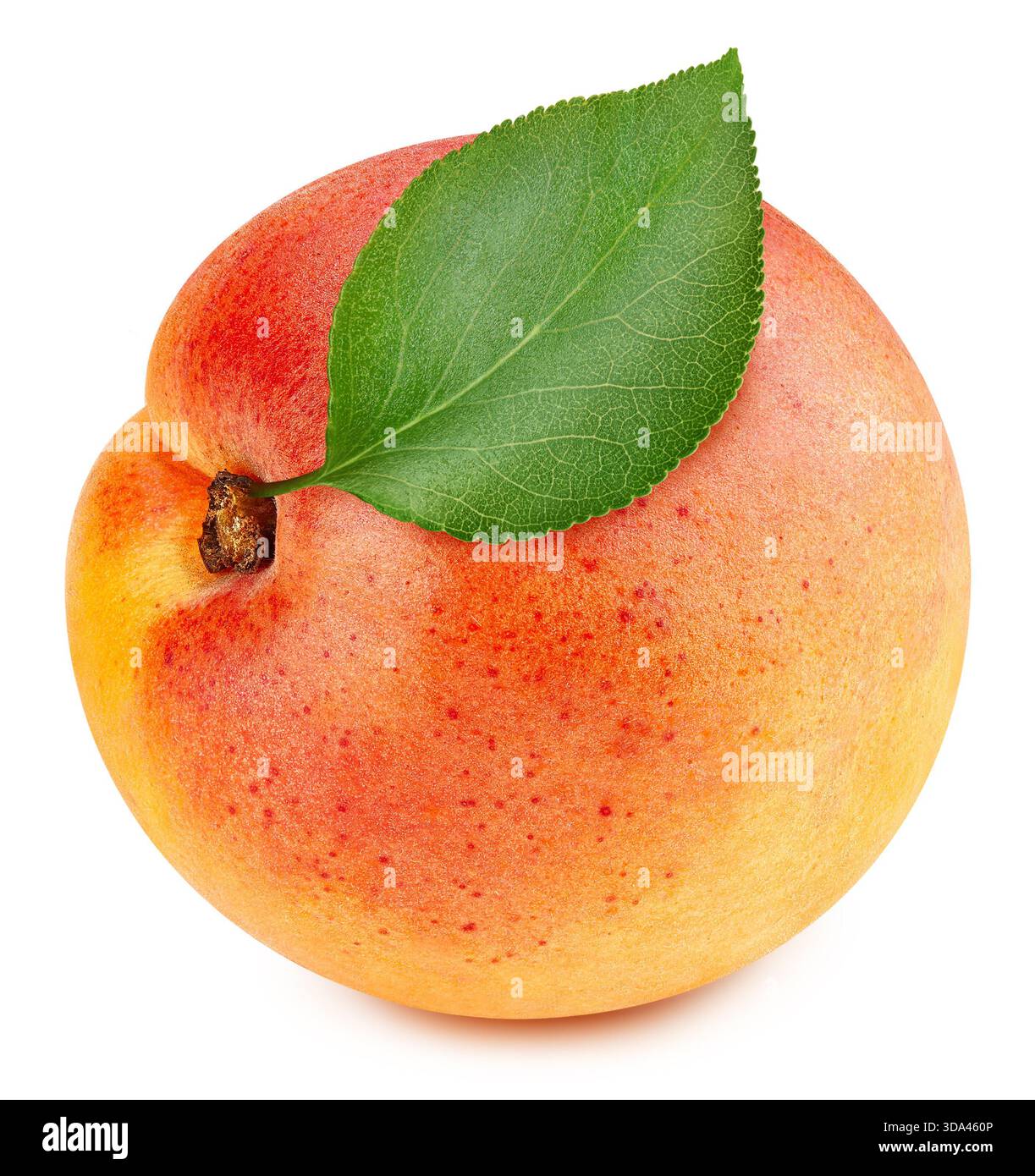 Organische Orangenaprikose isoliert auf weißem Hintergrund. Probieren Sie Aprikose mit Blatt. Volle Schärfentiefe. Mit Beschneidungspfad Stockfoto
