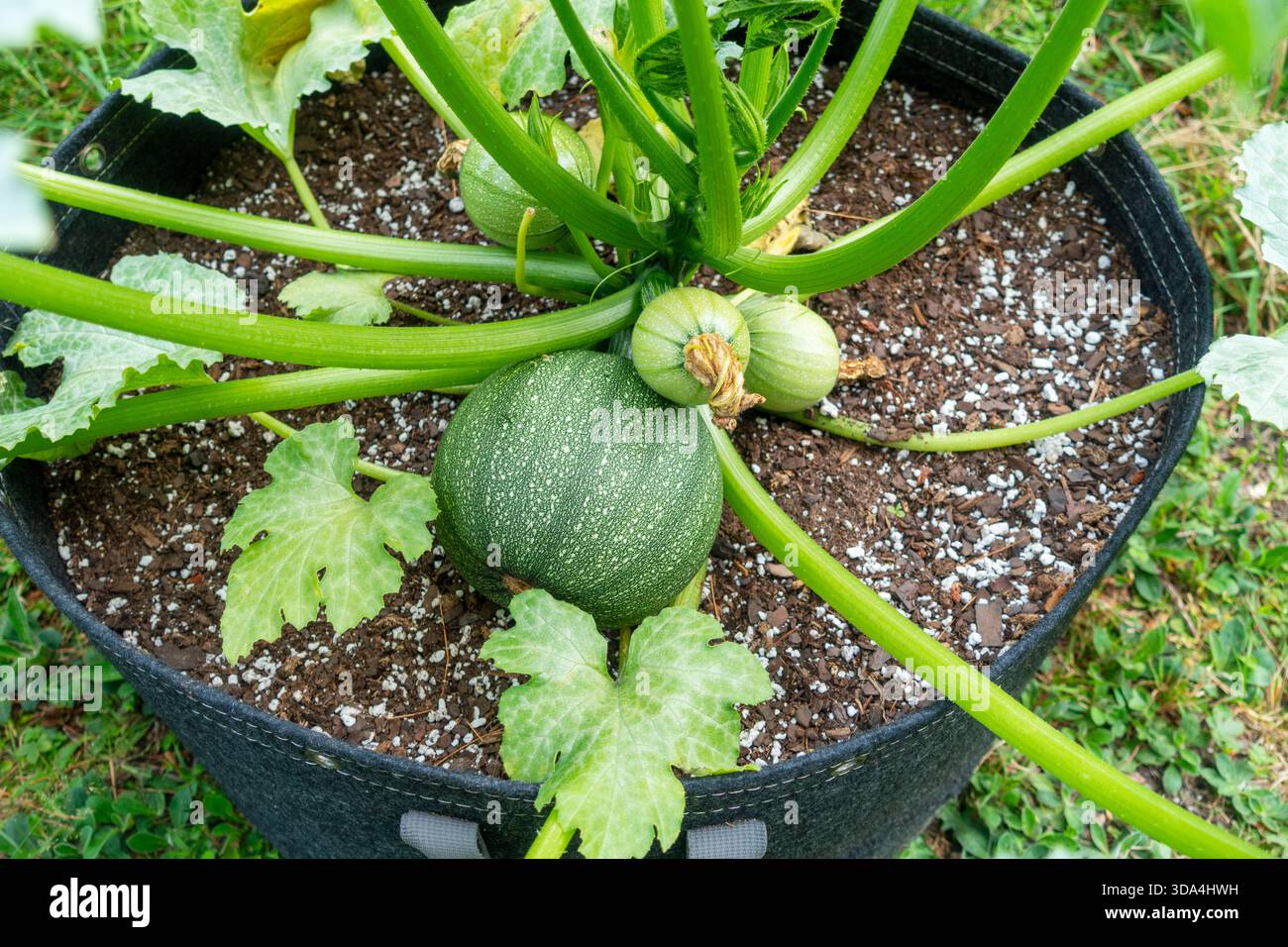 Reifer Ronde de Nice Kürbis auf der Weinrebe, der in einem 15 Liter Stoffbeutel wächst. Container-Gartenbau. Stockfoto