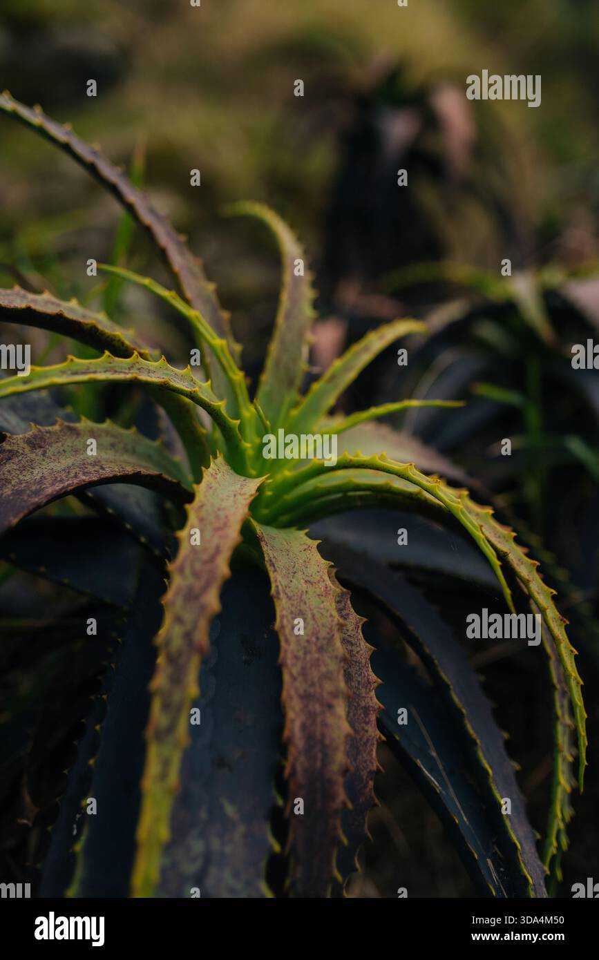 Nahaufnahme einer Aloe-Pflanze, die in ihrer natürlichen Umgebung wächst. Stockfoto