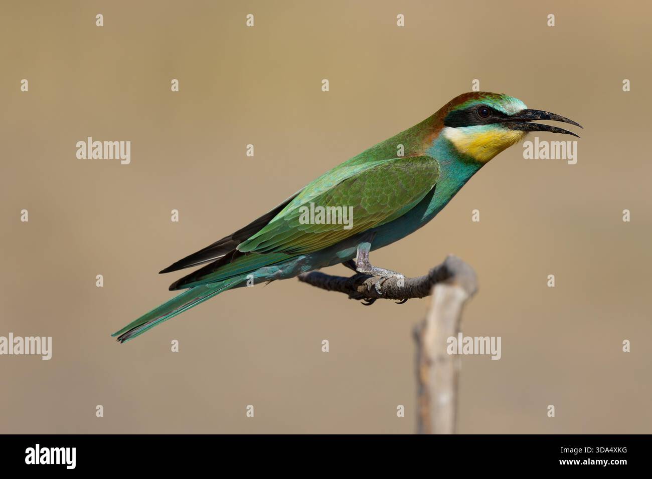 Europäischer Bienenfresser im Dicle Valley, Diyarbakir, Türkei Stockfoto