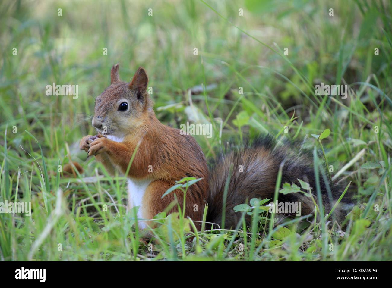 Rotes Eichhörnchen Essen in einem Park Stockfoto