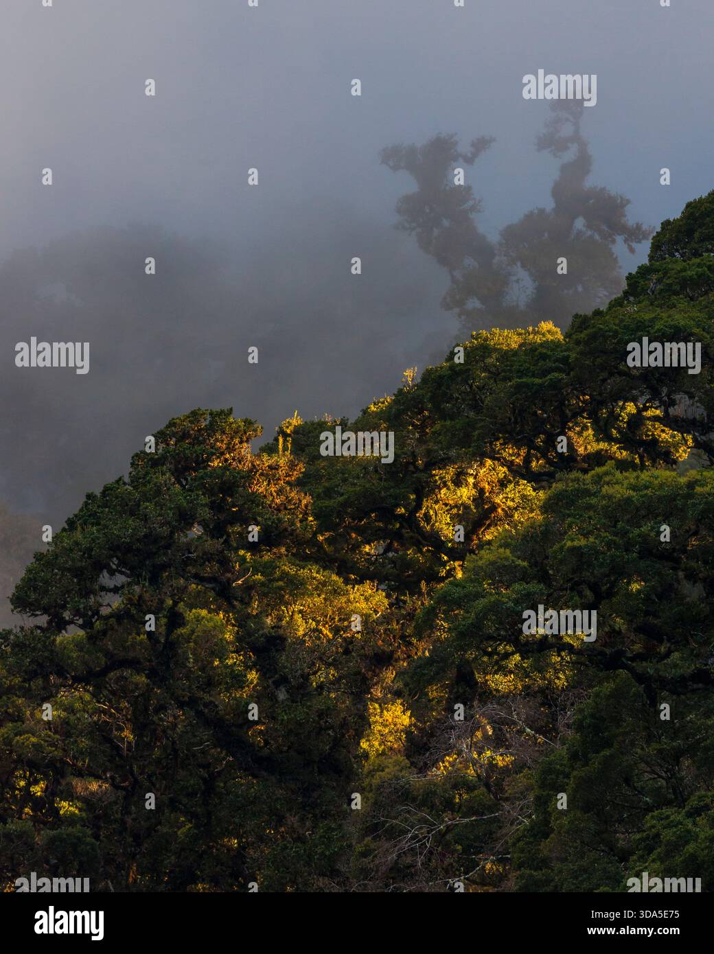 Nebel und goldene Stunde Abendsonne im Wolkenwald des Parque International La Amistad, Provinz Chiriqui, Republik Panama, Zentralamerika. Stockfoto