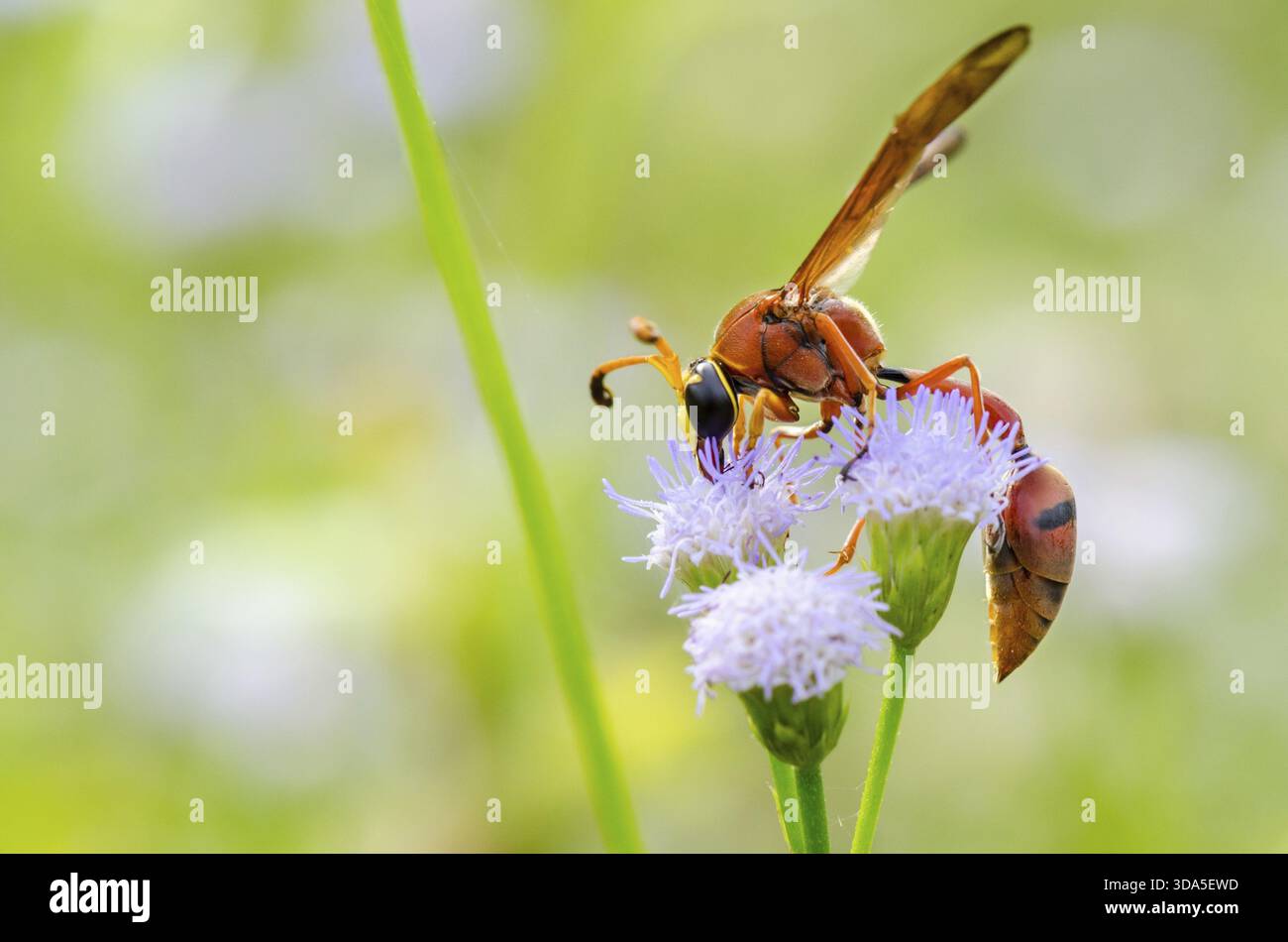 Potter Wespe oder Eumenes Latreilli, räuberische Insekten Nektar genommen in Thailand Essen Stockfoto