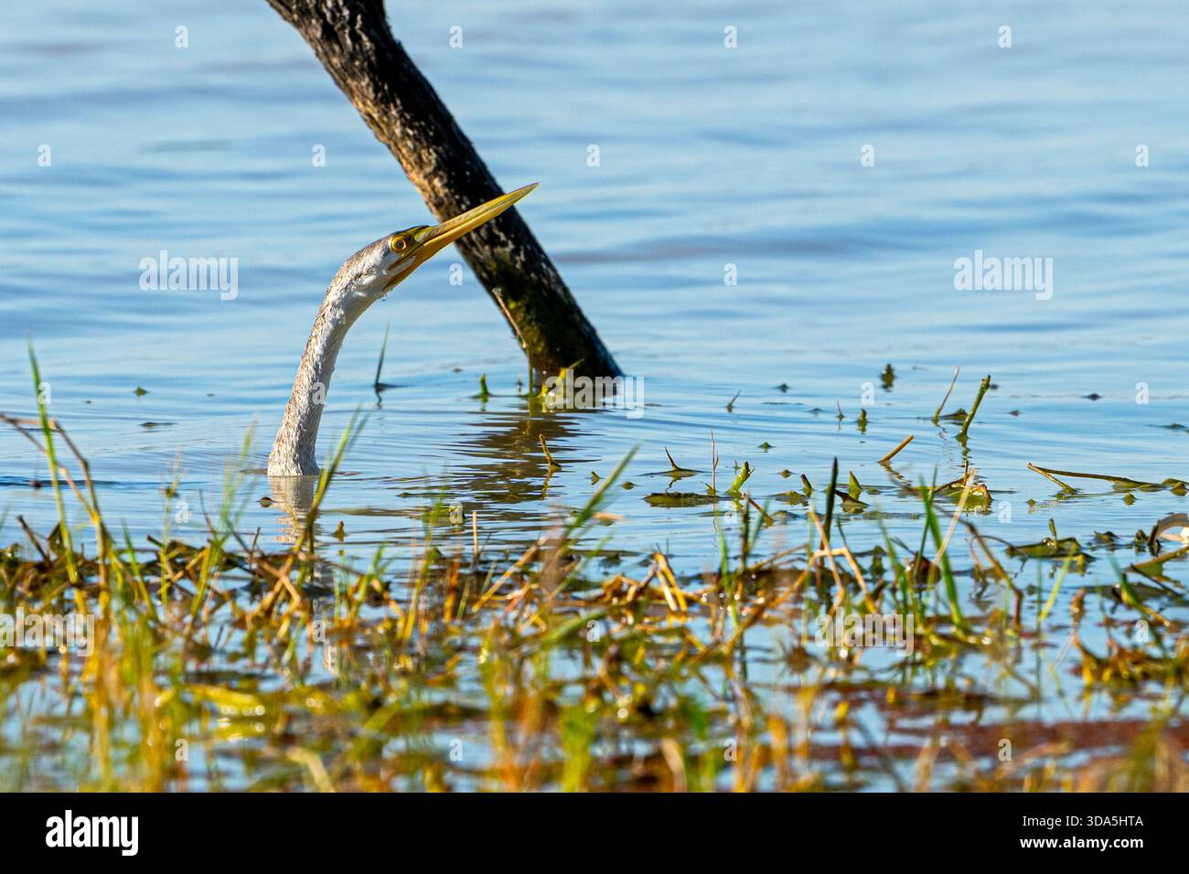 Australasischer Darter (Anhinga novaehollandiae) ist charakteristisch, dass er halb im Wasser untergetaucht ist. Lake Dunn, Western Queensland, Australien Stockfoto