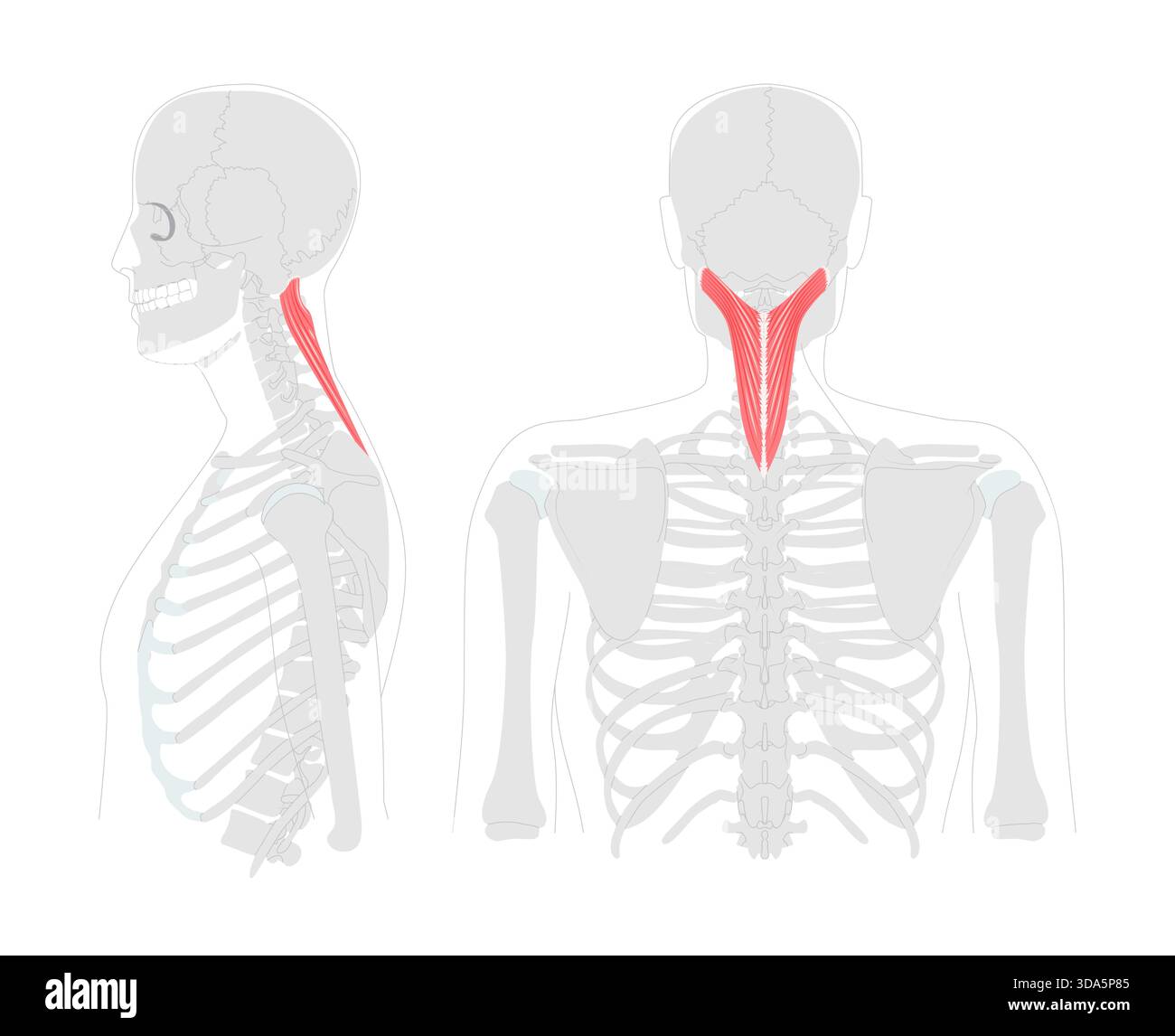 Splenius capitis – der hintere Nackenmuskel wird in einer detaillierten Tabelle dargestellt. Er dehnt den Kopf aus, dreht sich und biegt ihn seitlich, was für anatomisches und physiologisches Training von entscheidender Bedeutung ist Stock Vektor