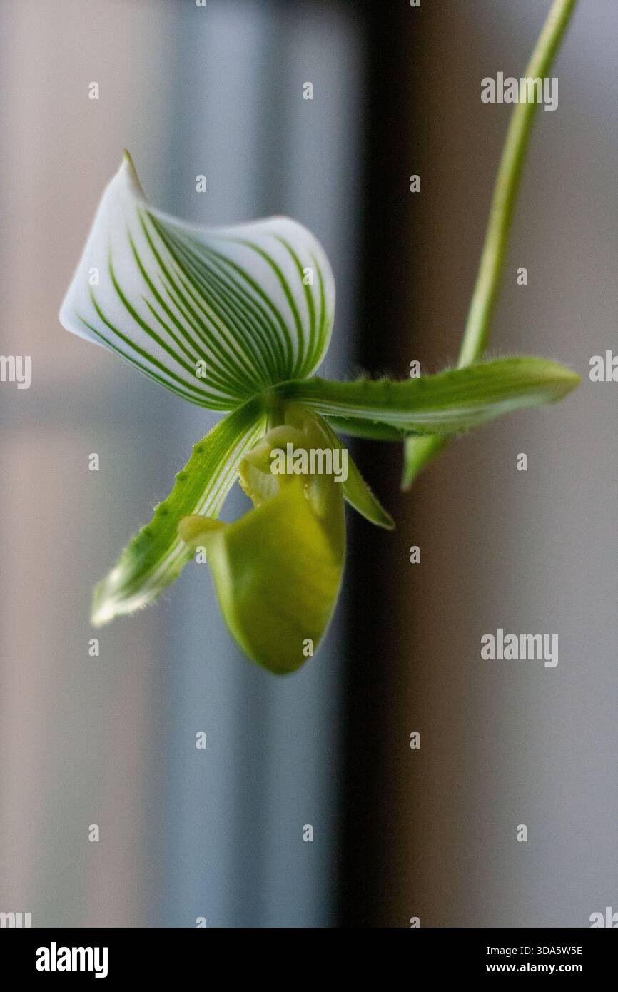 Orchidee Wächst Auf Dem Kopf Stockfoto