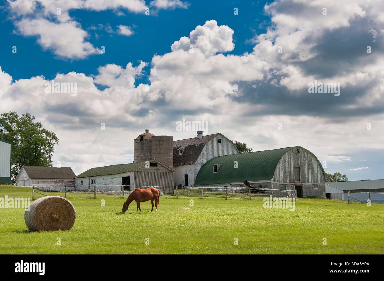 Eine wunderschöne ländliche Szene mit Pferden, die auf Weide weiden, mit einem Hintergrund verwitterter Scheunen im Mittleren Westen. Stockfoto