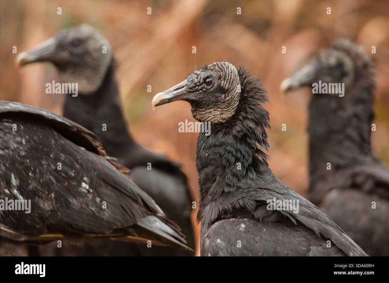 Eine Gruppe Schwarzer Geier versammelt sich um ein getötetes Schwein in der Nähe einer Hinterstraße von South Carolina. Stockfoto