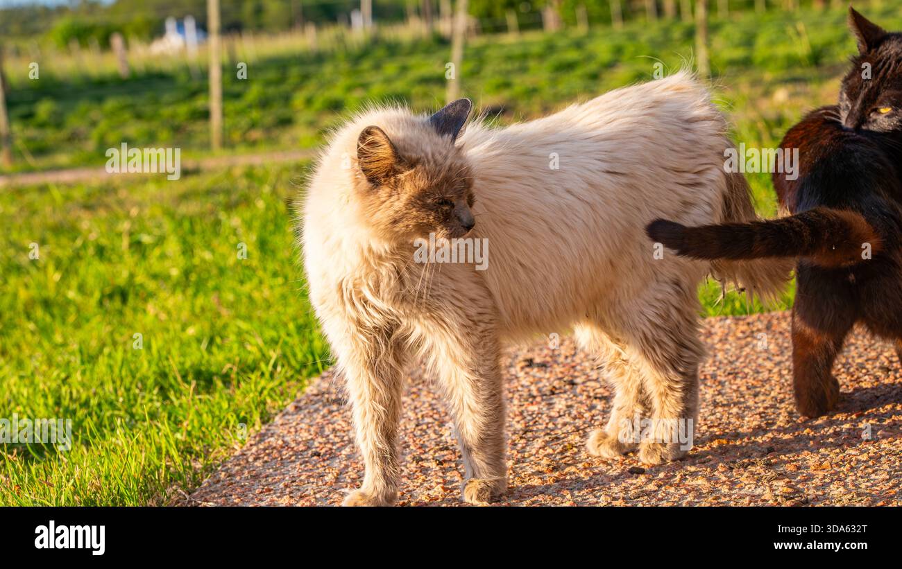 Freimütiger Schuss von zwei langhaarigen Hauskatzen, die während des Sonnenuntergangs in einem Garten interagieren. Eine beige flauschige Katze steht, während eine schwarze Katze sie schnüffelt oder pflegt, c Stockfoto