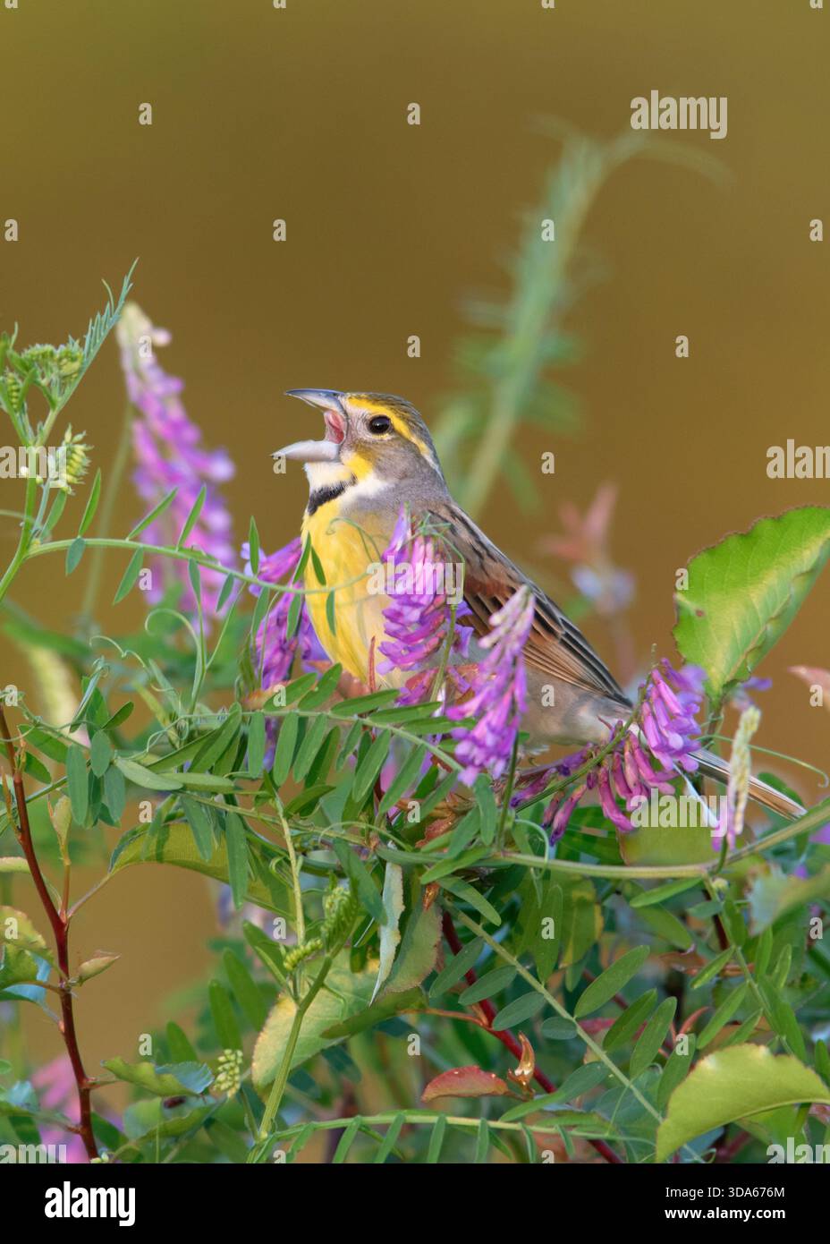 Dickzissel thront in lila Blumen Blüten Vögel Vögel songbird singvögel Natur singend senkrecht Stockfoto