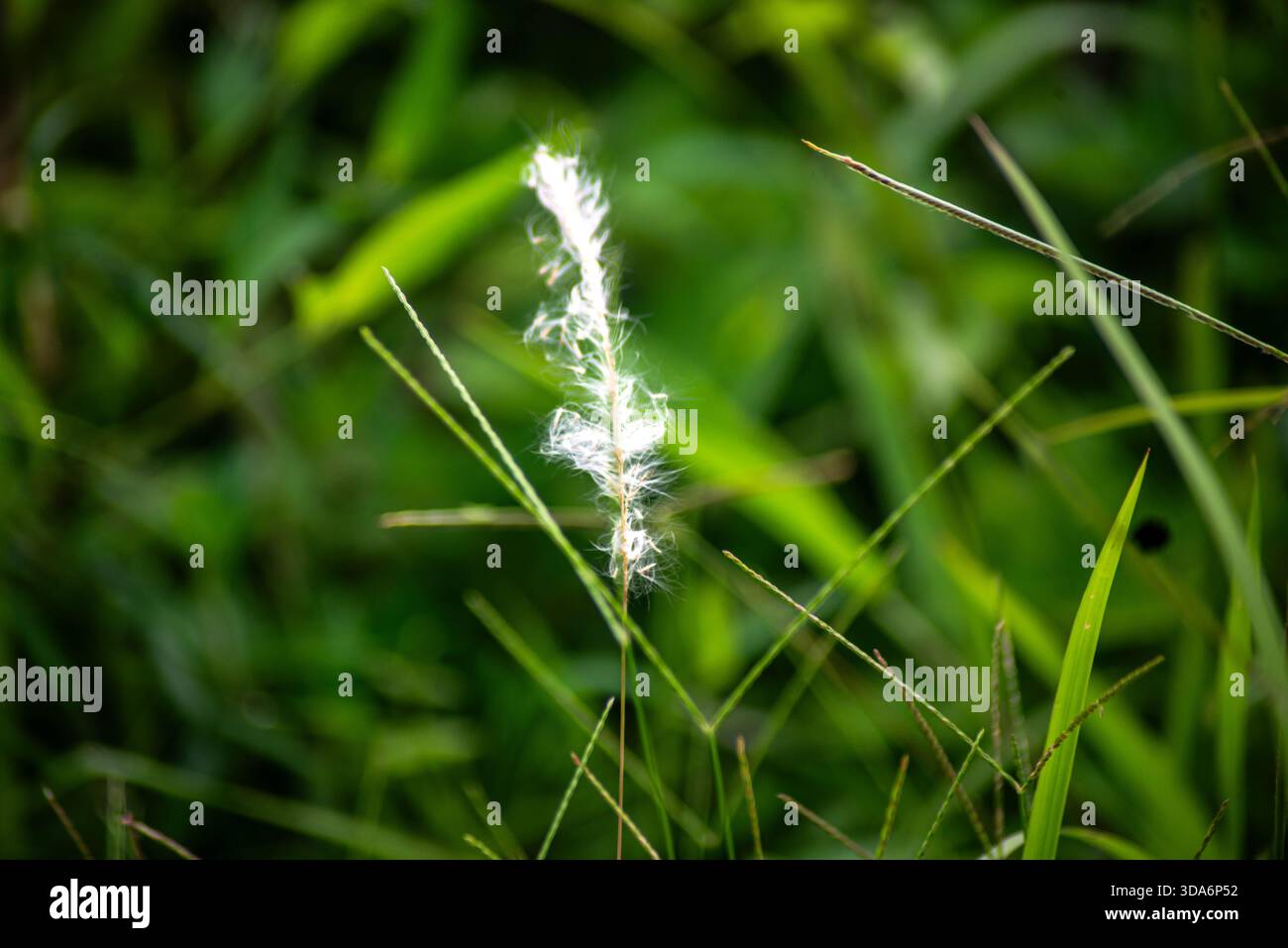 Kans Grass Stockfoto